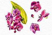 Orchids branch in botanical style, a Decorative Illustration by Ann Astro (Thumbnail 2 of 15)