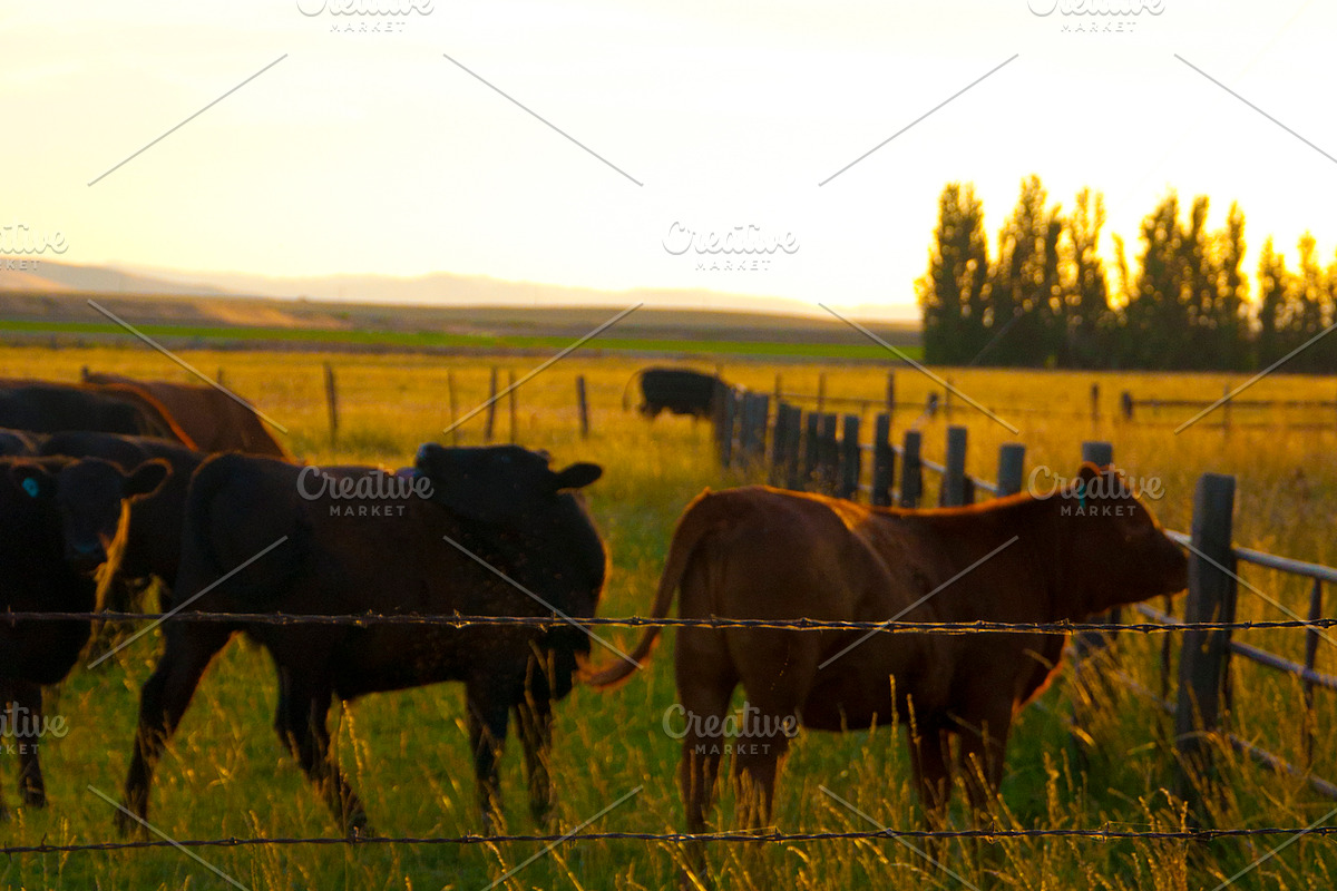Cow Stock Bundle, an Animal Photo by r.r.palacios (Photo 3 of 14)