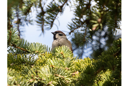 Tree sparrow close-up. Passer