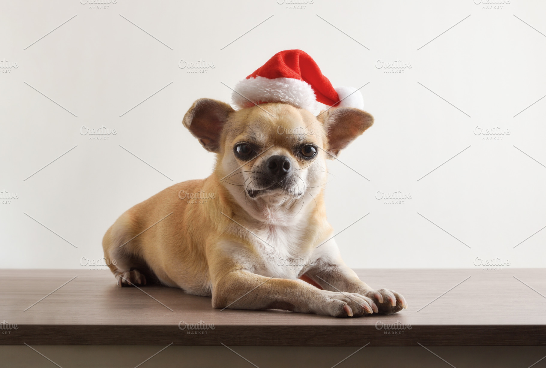 Chihuahua with Santa hat on wooden bench and isolated background, a Holiday Photo by Davizro's Market