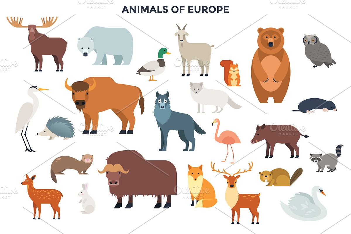 187 Animals Of The World, an Animal Illustration by Andrew Kras Design (Photo 2 of 15)