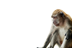 Monkey Isolated On White, an Animal Photo by THP Creative