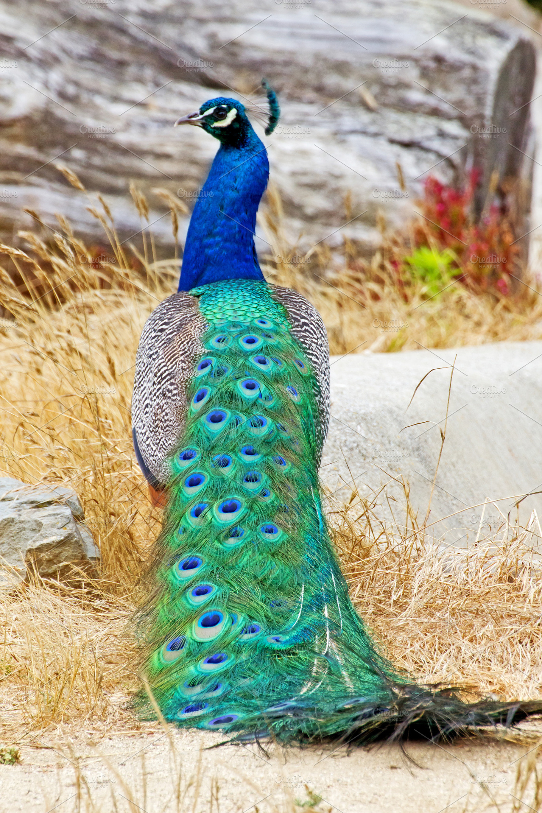 Peacock containing animal, picture, and photo