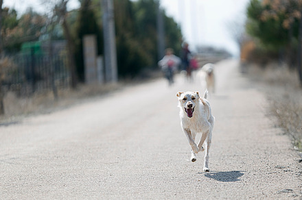 Dog running towards the camera, an Animal Photo by FRANCIS