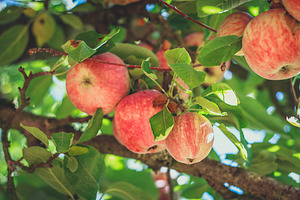 Apple Season Photoset Coll.1