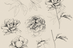 Hand Sketched Peonies