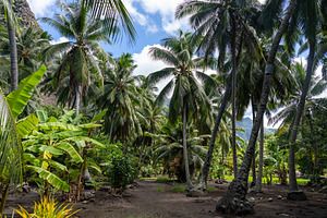 Lush tropical trail to Vaipo waterfall, Hakaui Valley, Nuku Hiva, a Nature Photo by GoodGoods