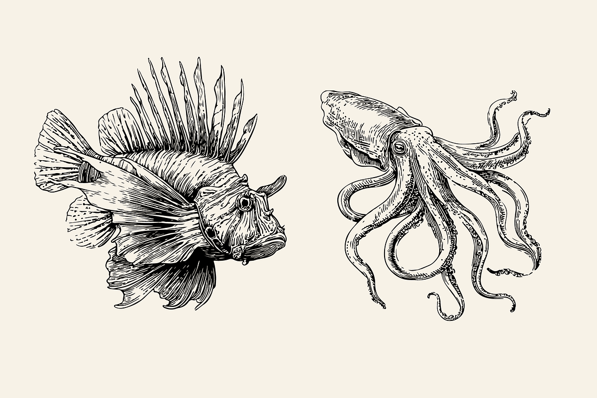25 Marine Animal Illustrations, an Animal Illustration by Vectorian (Photo 3 of 5)
