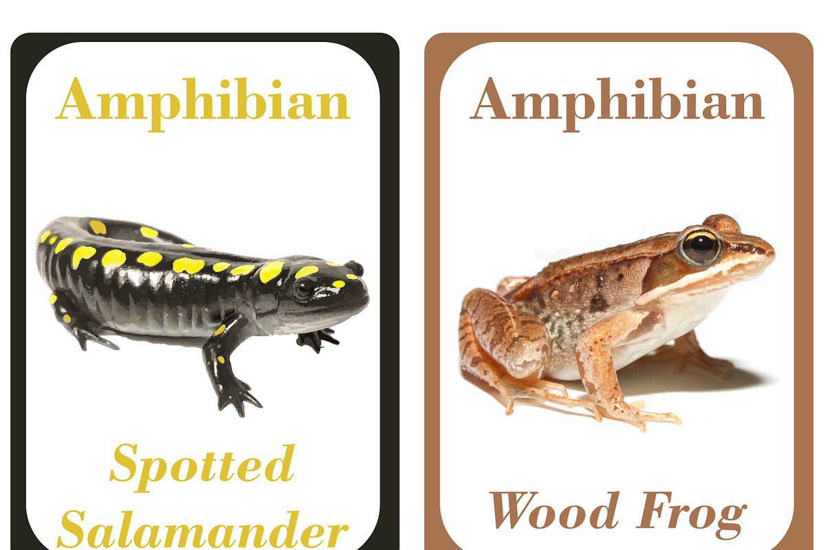 Amphibians Flash Cards For Kids preview 2