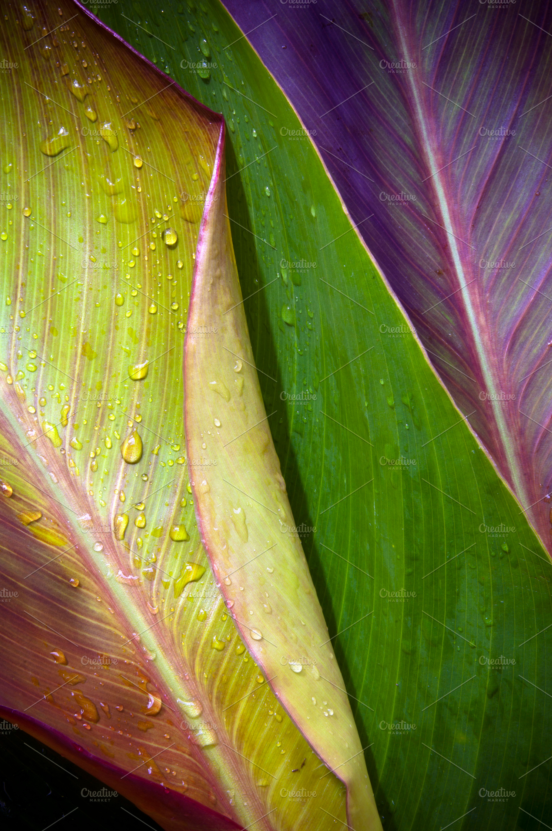 Three Leaves Background, a Nature Photo by THP Creative