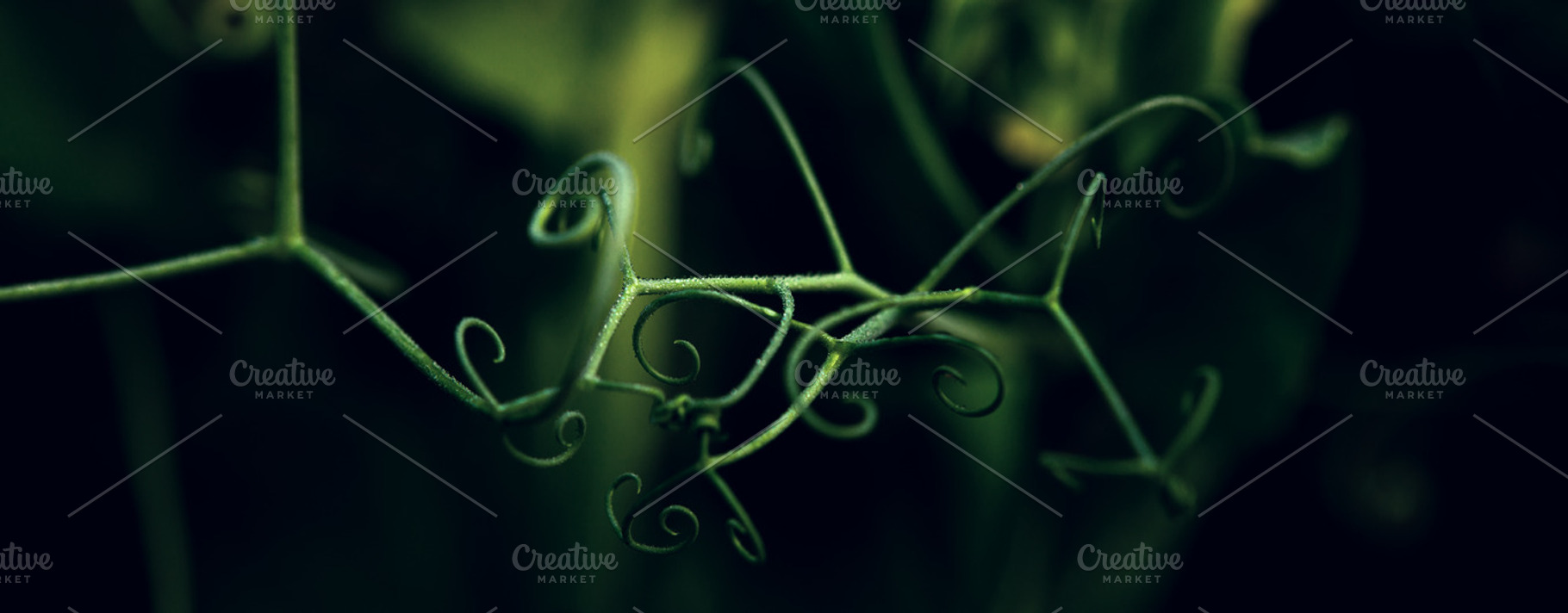 Pea sprouts with dew on a dark backg featuring fragment, sprouts, and peas, a Nature Photo by OXYMORON 