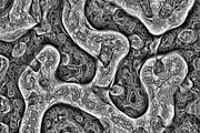 Cytoplasm, a Texture Graphic by Jennifer Lauren Creative (Thumbnail 9 of 9)