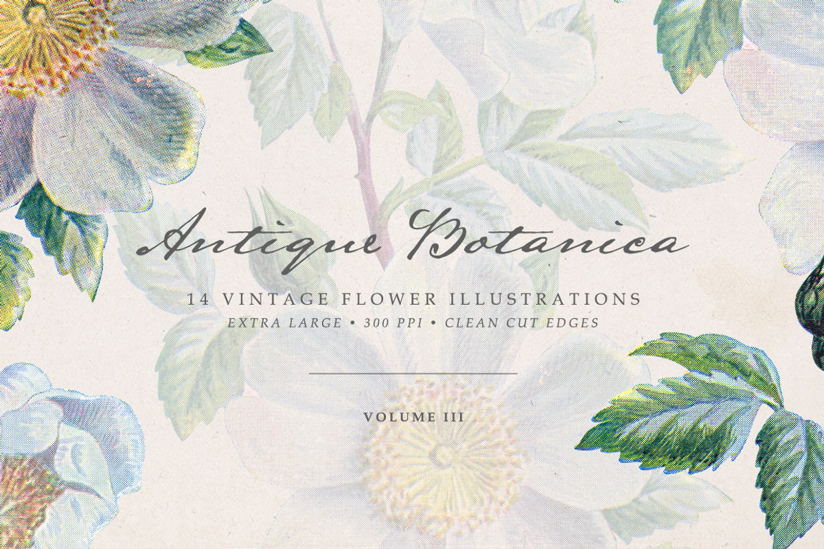 Vintage Flowers Vol.03 - Extra Large, an Illustration by Greta Ivy (Photo 1 of 15)