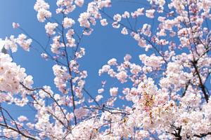 Sakura japanese cherry blossom stock photo containing sakura and sakura flower