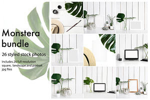 Monstera photo bundle 