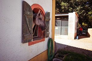 Horse Looking Out Stable Window, an Animal Photo by SkyNext