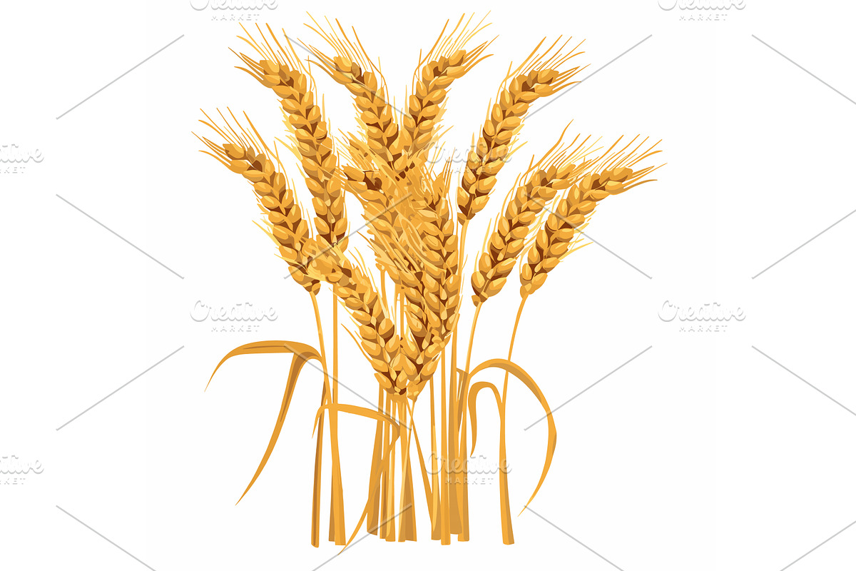 Golden wheat ears illustration, a Food Illustration by Vectorstockersland