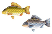 Crucian carp set, an Animal Illustration by Oceloti (Thumbnail 1 of 3)