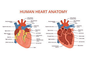 Flat human heart anatomy. Medical