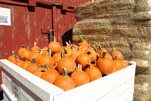 Batch of Pumpkins