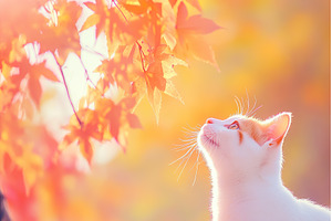 White and orange cat looking at, an Animal Photo by Lermont51