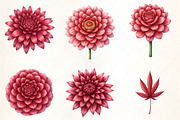 Burgundy Autumn Leaves & Flowers, an Illustration by CrexoraLab (Thumbnail 4 of 5)
