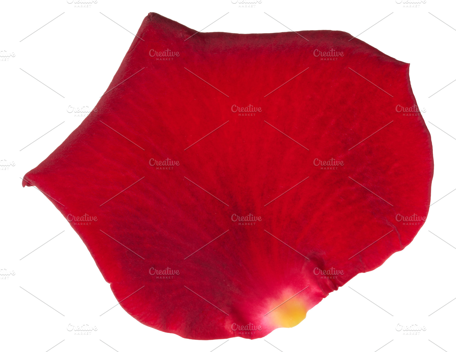 Bright red rose petal with velvety texture, isolated background., a Nature Photo by ndanko