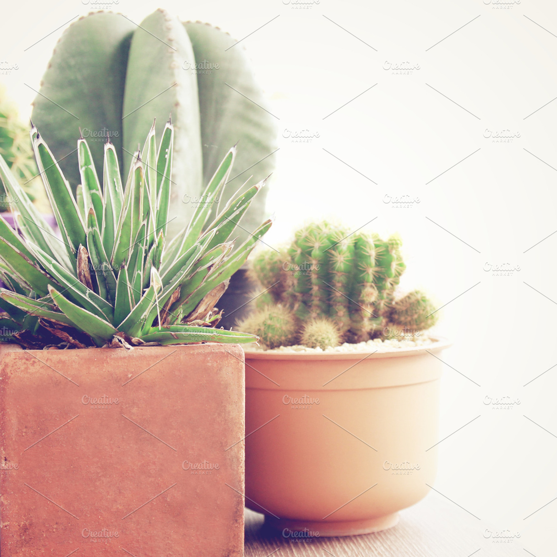 Various Of Cactus