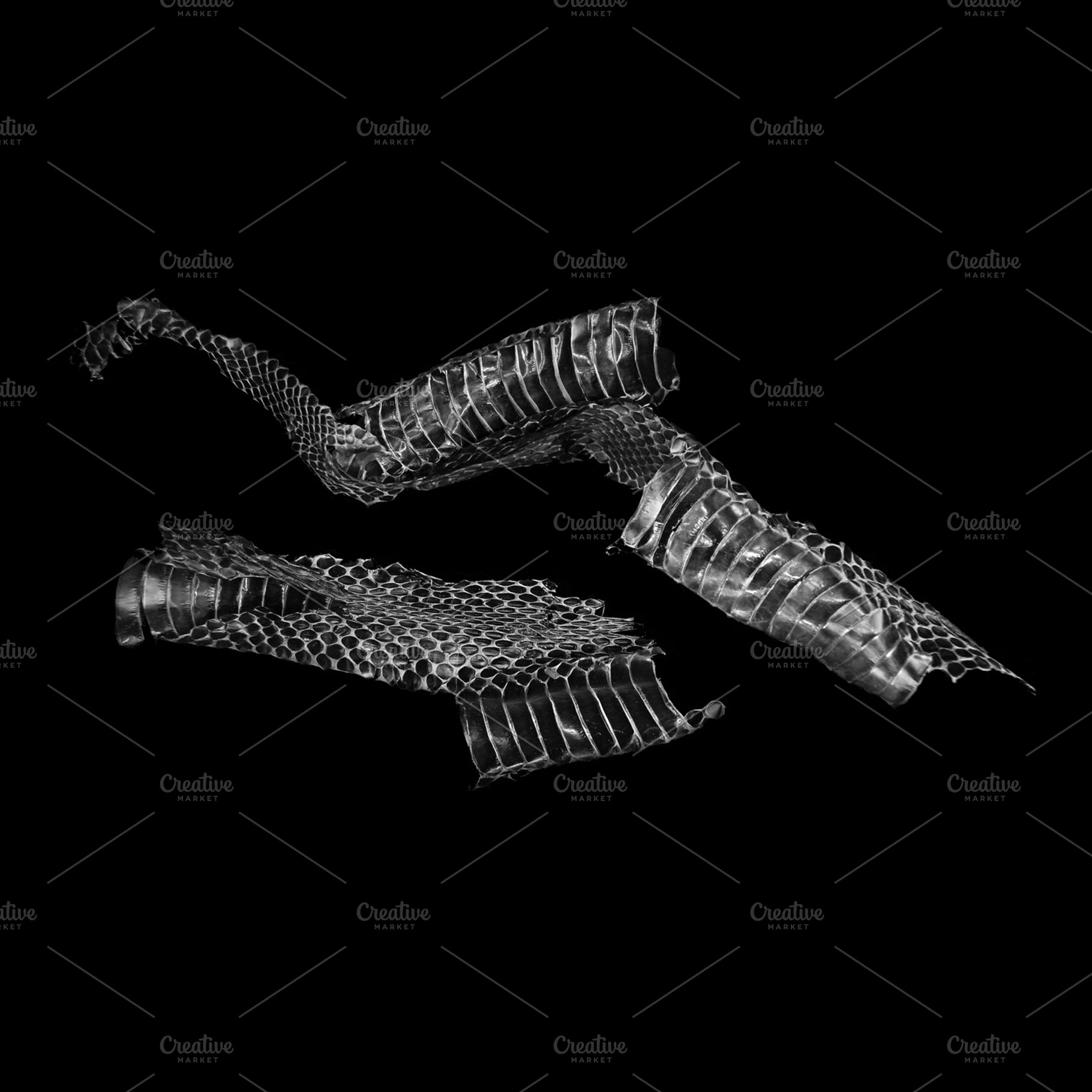 Snake Skin Stock Picture