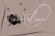 Andora Ardelion - copperplate font, a Script Font by Gittype (Thumbnail 10 of 11)