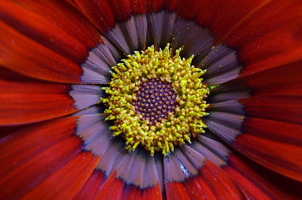 Flower Stock Photo Containing Background And Nature preview 6