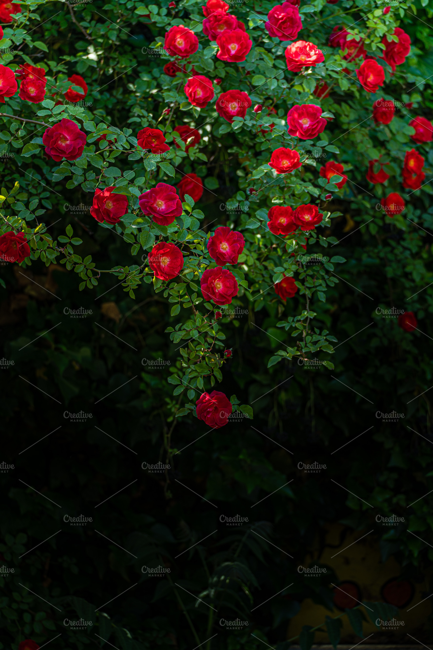 Bright red rose blooming in the park, a Nature Photo by Anna Bogush