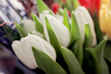 Close-up of bouquets of white tulips, in blur, a Nature Photo by TanaCh