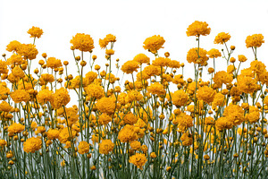 Vibrant Yellow Globeflowers Blooming, a Photo by Pixeness Studio