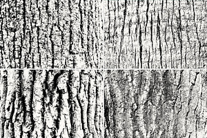 Wood Trunk Textures