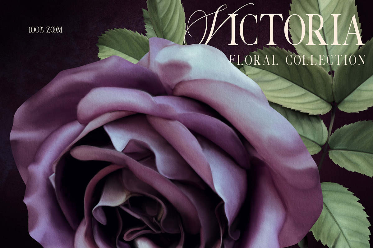 Regal Victoria Floral Collection, a Decorative Illustration by Eclectic Anthology (Photo 11 of 11)