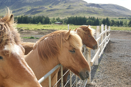 Icelandic horses close-up