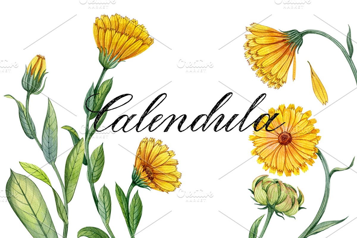 Calendula flowers, a Healthcare Illustration by Watercolor life (Photo 1 of 2)