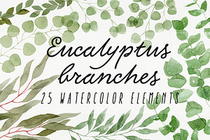 25 Eucalyptus Branches