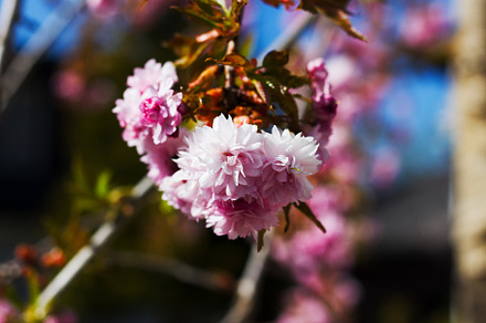 Pink cherry blossoms in bloom, a Background Photo by Irina