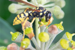 Close-up of flowering plant with insect, an Animal Photo by DanFLCreativo