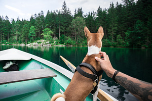 Basenji dog sits on boat at alpine featuring forest, water, and lake