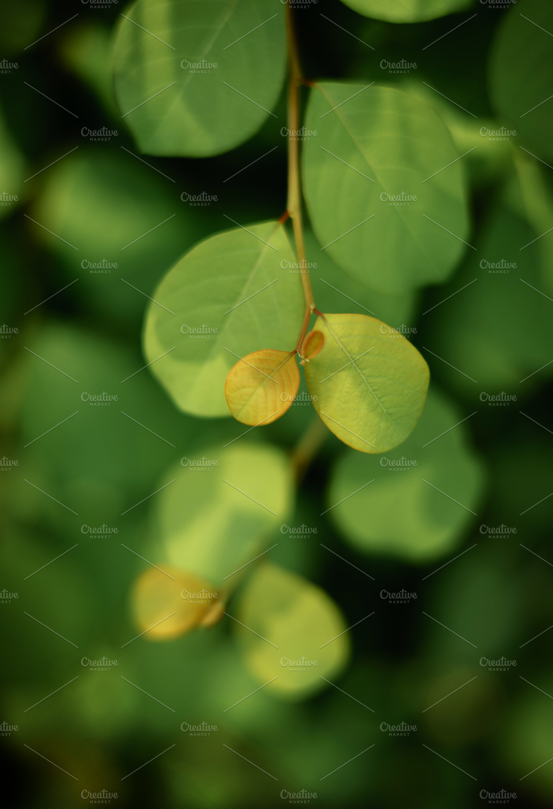 Harmony, Authentics, Green leaf vertical composition minimal nat, a Photo by salmon.black