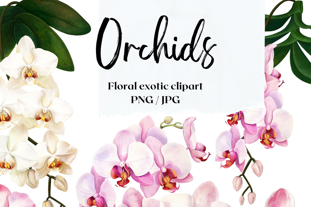 Orchids flower pattern and elements, a Decorative Illustration by irina.vaneeva (Photo 1 of 6)