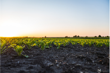 Rows of young sprouts of sugar, a Nature Photo by volodymyrshtun13795