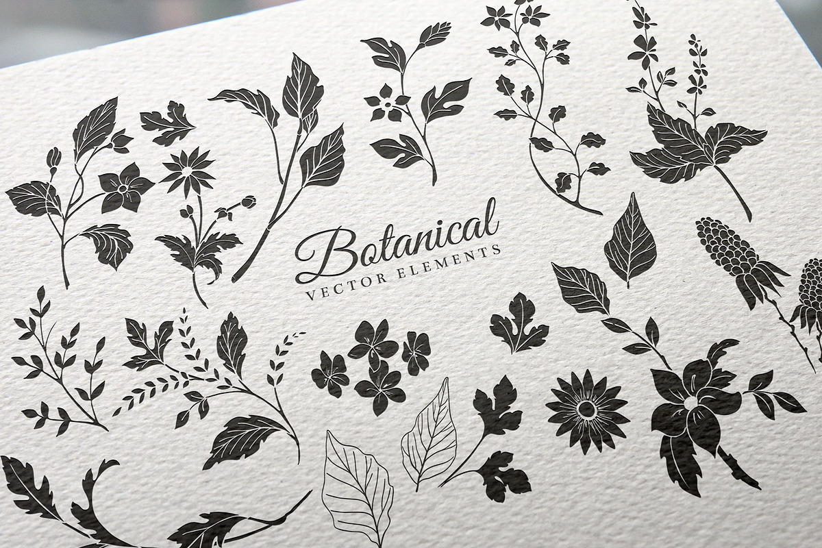 Hand Drawn Botanical Vector Elements, an Illustration by Solana (Photo 3 of 5)