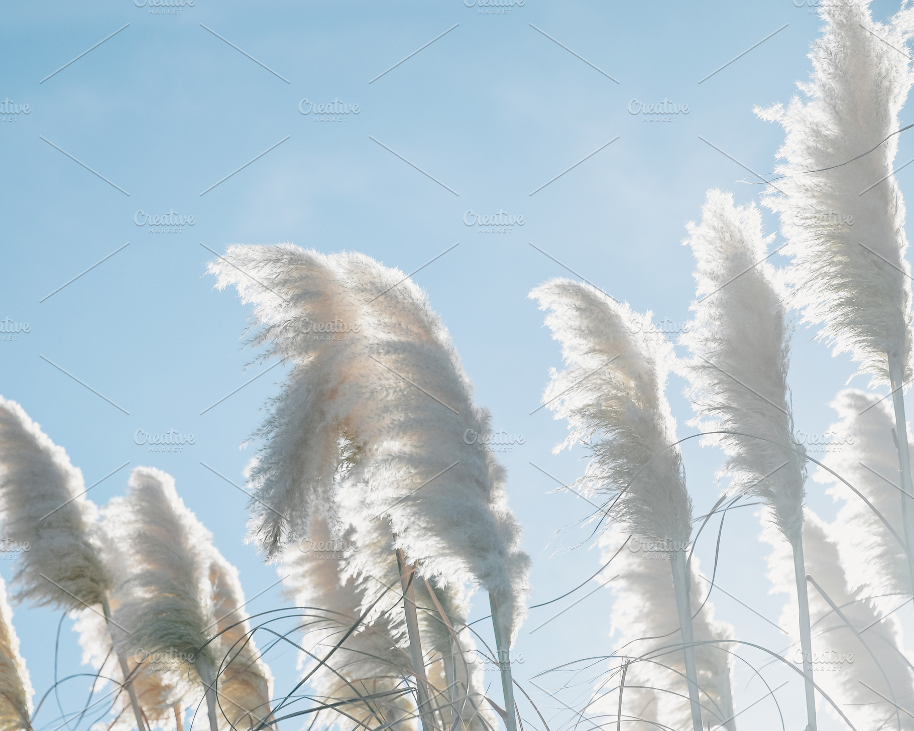 Beach Pampas Grass Stock Photo, a Nature Photo by Dee Andreoli Photography