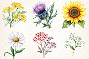 Watercolor Wild Flowers Clipart, an Illustration by DreamCafeArt (Thumbnail 4 of 7)
