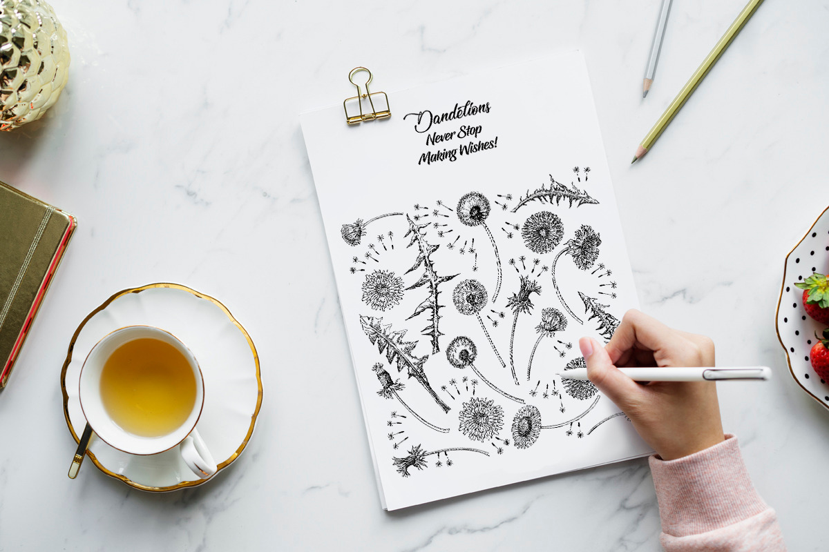 Dandelions  Sketches Clipart, a Decorative Illustration by Nataliapiache (Photo 5 of 5)