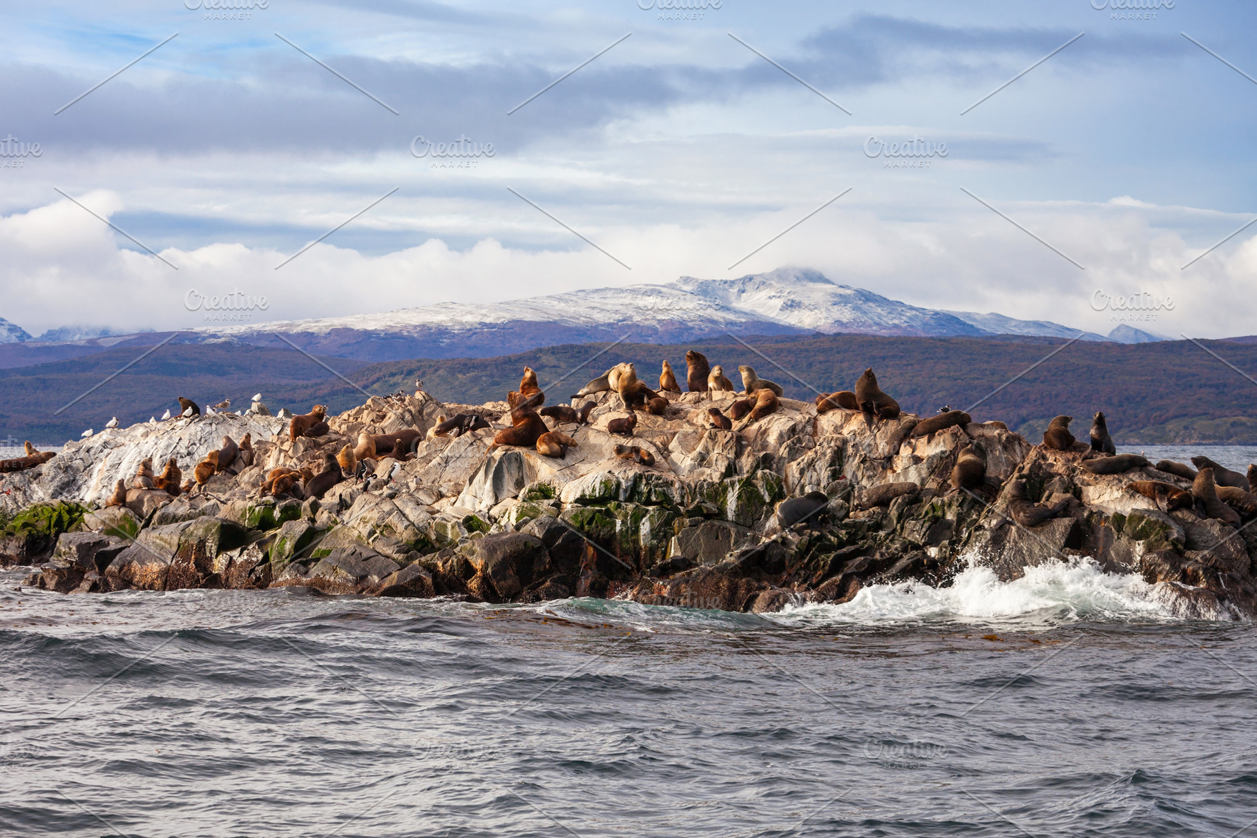 Seal Island near Ushuaia, a Photo by saiko3p